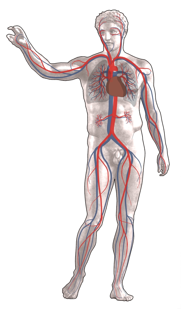sistemul cardio vascular